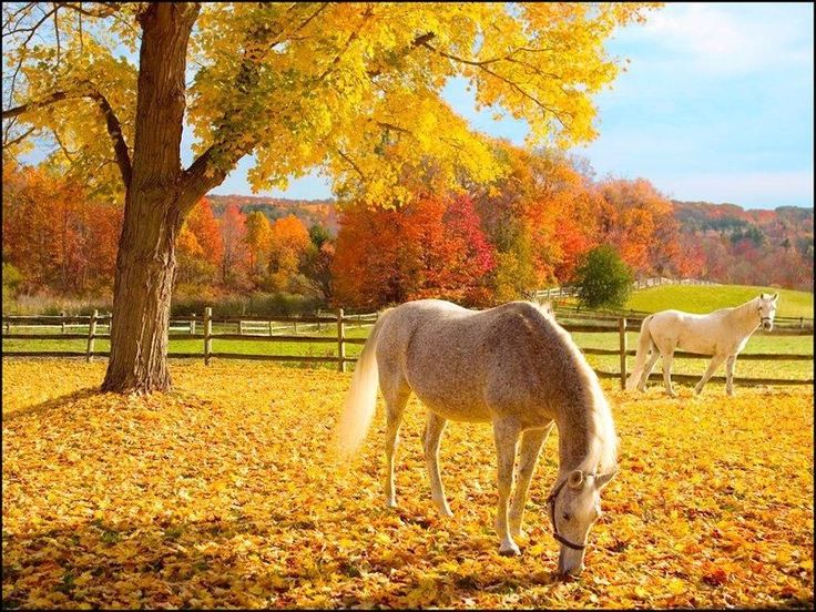 Fall Essentials