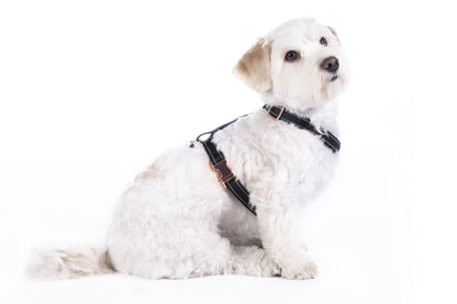 adjustable dog harness