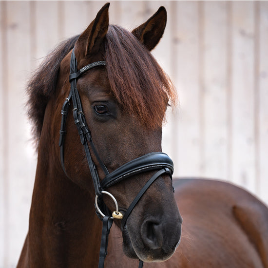 Bridle with dark grey fittings
