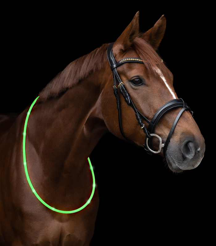 Light for horses when hacking