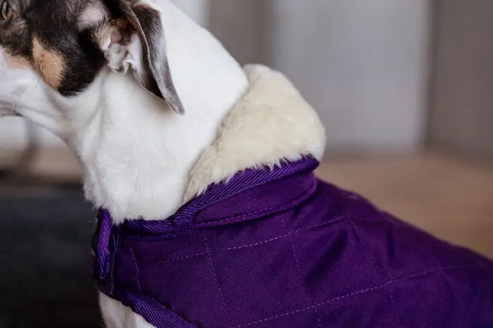 warm clothes for dogs