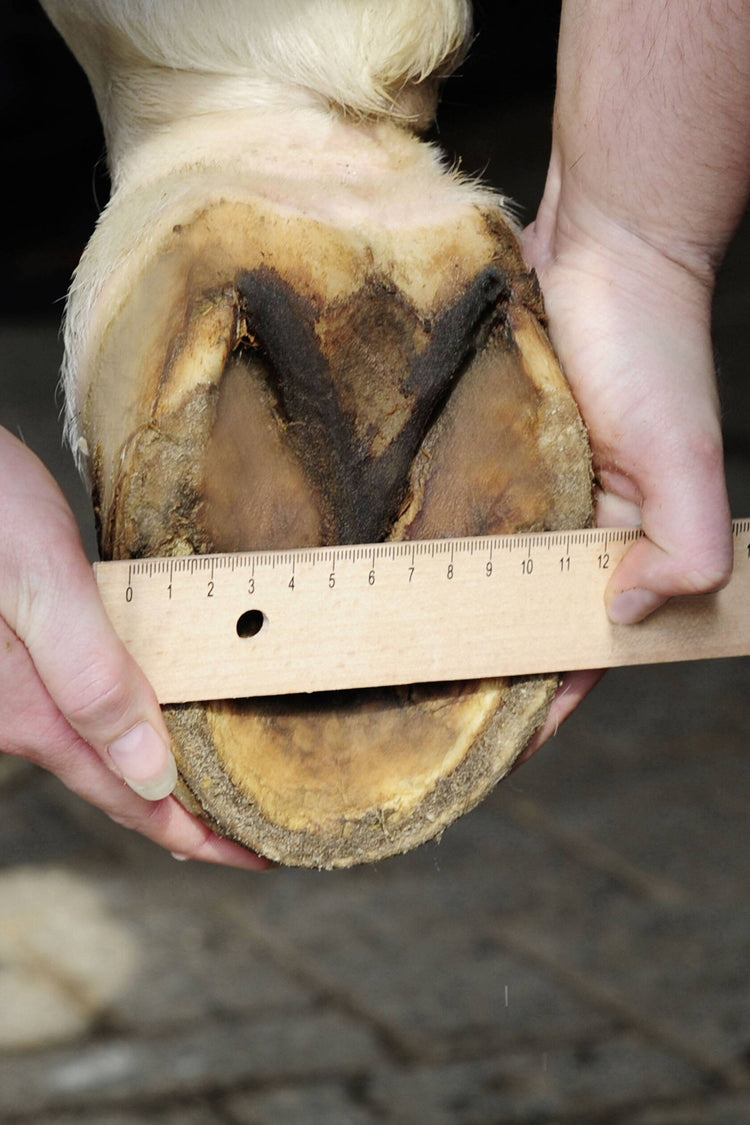 How to measure hoof for hoof boots