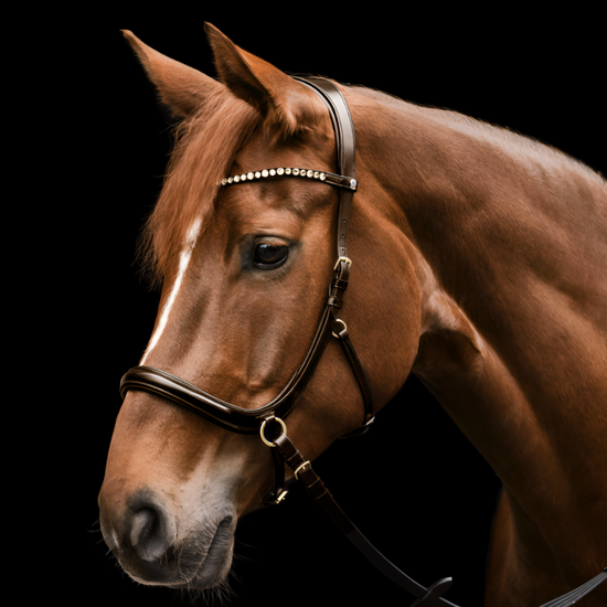 Best bitless bridle for horses