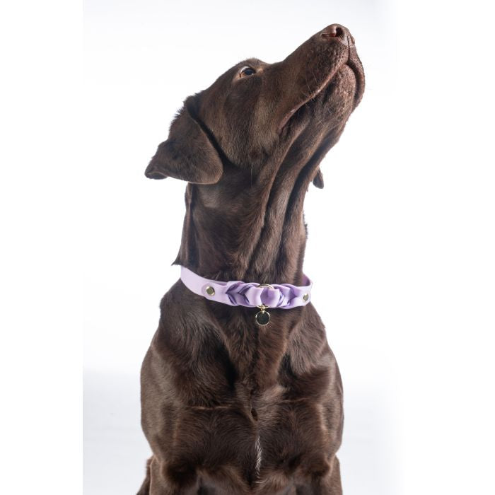 Waterproof dog collar