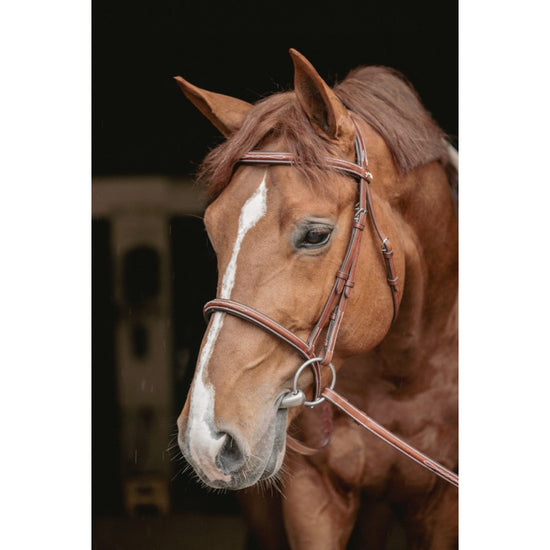 Hunter noseband bridle