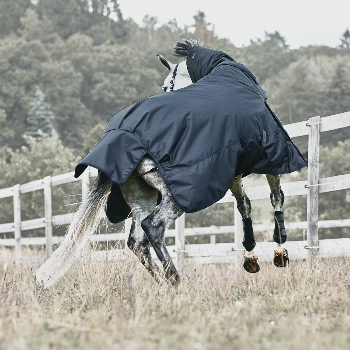 Kingsland equestrian horse rugs