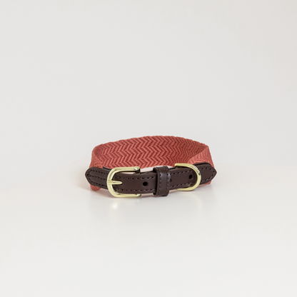 Terracotta brown dog collar with gold plates buckles