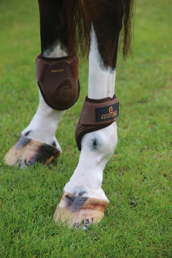 Young Horse Fetlock boots